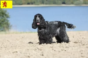 Read more about the article English Cocker Spaniel breeders and puppies in South Holland