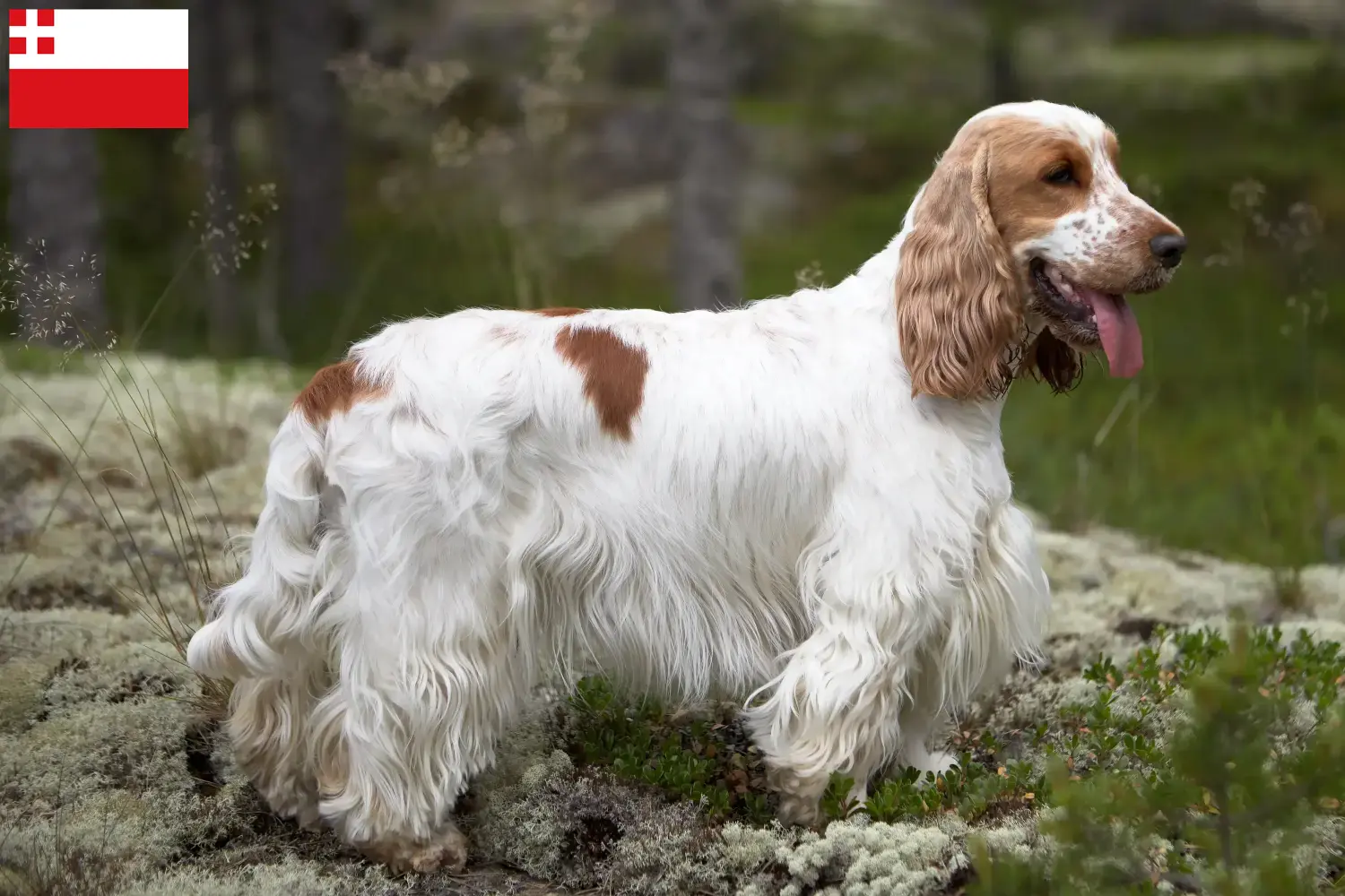 Read more about the article English Cocker Spaniel breeder and puppies in Utrecht