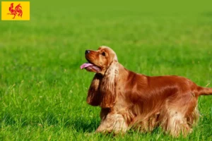 Read more about the article English Cocker Spaniel breeders and puppies in Walloon Region