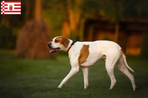 Read more about the article English Pointer breeders and puppies in Bremen