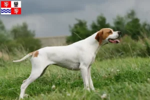 Read more about the article English Pointer breeders and puppies in Central Bohemia