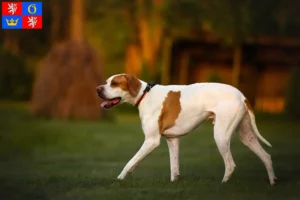 Read more about the article English Pointer breeders and puppies in Hradec Králové