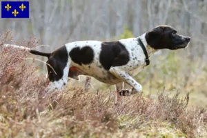 Read more about the article English Pointer breeders and puppies in Île-de-France