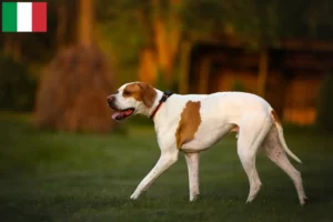 Read more about the article English Pointer breeders and puppies in Italy