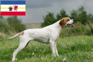 Read more about the article English Pointer breeders and puppies in Mecklenburg-Vorpommern