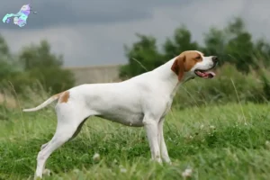 Read more about the article English Pointer breeders and puppies in Nordjylland