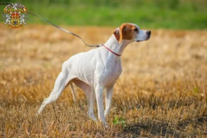 Read more about the article English Pointer breeders and puppies in Prague