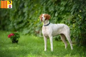 Read more about the article English Pointer breeders and puppies in Provence-Alpes-Côte d’Azur