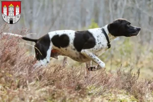 Read more about the article English Pointer breeders and puppies in Salzburg