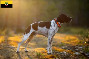 Read more about the article English Pointer breeders and puppies in Saxony-Anhalt