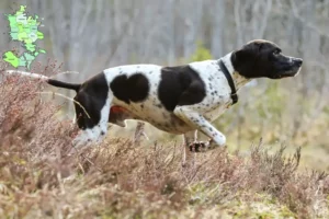 Read more about the article English Pointer breeders and puppies in Sjælland