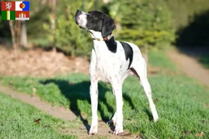 Read more about the article English Pointer breeders and puppies in South Bohemia