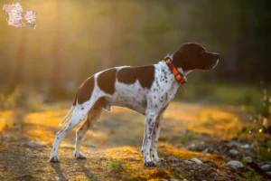 Read more about the article English Pointer breeders and puppies in Syddanmark