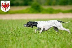 Read more about the article English Pointer breeders and puppies in Tyrol