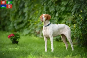 Read more about the article English Pointer breeders and puppies in Ústí