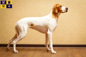 Read more about the article English Pointer breeders and puppies in Zlín