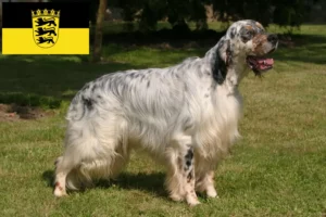 Read more about the article English Setter breeders and puppies in Baden-Württemberg