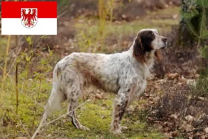 Read more about the article English Setter breeders and puppies in Brandenburg