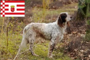 Read more about the article English Setter breeders and puppies in Bremen