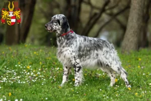 Read more about the article English Setter breeders and puppies in Carinthia