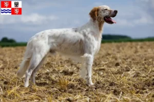Read more about the article English Setter breeders and puppies in Central Bohemia