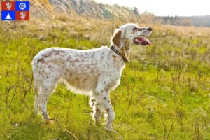 Read more about the article English Setter breeders and puppies in Liberec