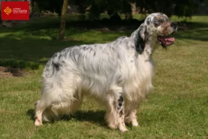 Read more about the article English Setter breeders and puppies in Occitania