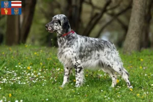 Read more about the article English Setter breeders and puppies in South Moravia