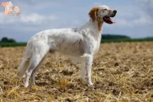 Read more about the article English Setter breeders and puppies in Syddanmark