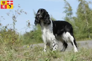 Read more about the article English Springer Spaniel breeders and puppies in Auvergne-Rhône-Alpes