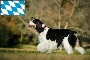 Read more about the article English Springer Spaniel breeders and puppies in Bavaria
