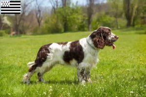 Read more about the article English Springer Spaniel breeders and puppies in Brittany