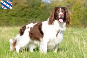Read more about the article English Springer Spaniel breeders and puppies in Friesland