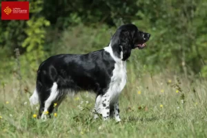 Read more about the article English Springer Spaniel breeders and puppies in Occitania