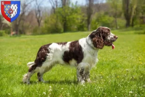 Read more about the article English Springer Spaniel breeders and puppies in Pays de la Loire