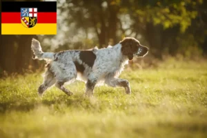 Read more about the article English Springer Spaniel breeders and puppies in Saarland