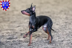 Read more about the article English Toy Terrier breeders and puppies in Centre-Val de Loire