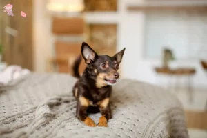 Read more about the article English Toy Terrier breeder and puppies in Hovedstaden