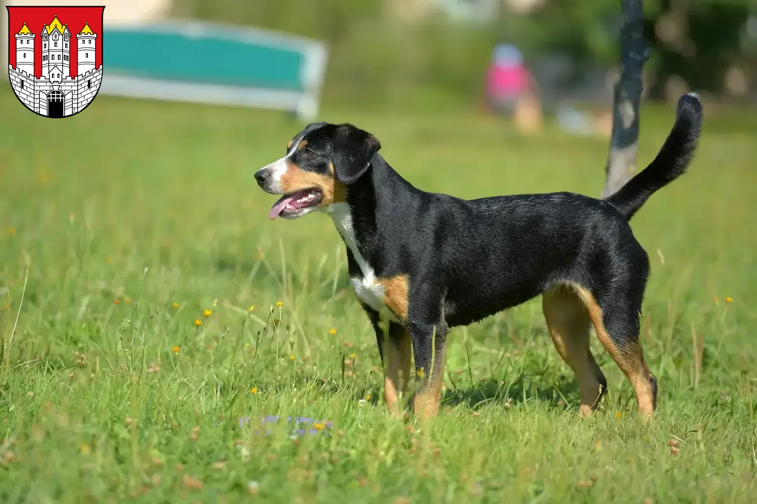 Read more about the article Entlebuch Mountain Dog Breeder and Puppies in Salzburg
