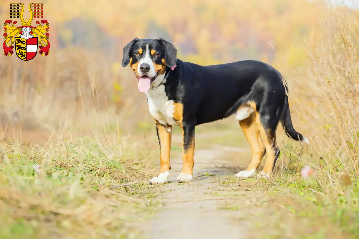 Read more about the article Entlebuch Mountain Dog Breeder and Puppies in Carinthia