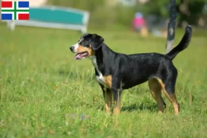 Read more about the article Entlebucher Mountain Dog breeder and puppies in Groningen