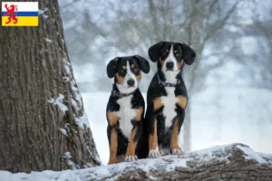 Read more about the article Entlebuch Mountain Dog Breeder and Puppies in Limburg