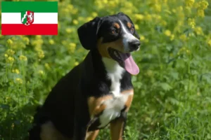 Read more about the article Entlebucher Mountain Dog breeders and puppies in North Rhine-Westphalia