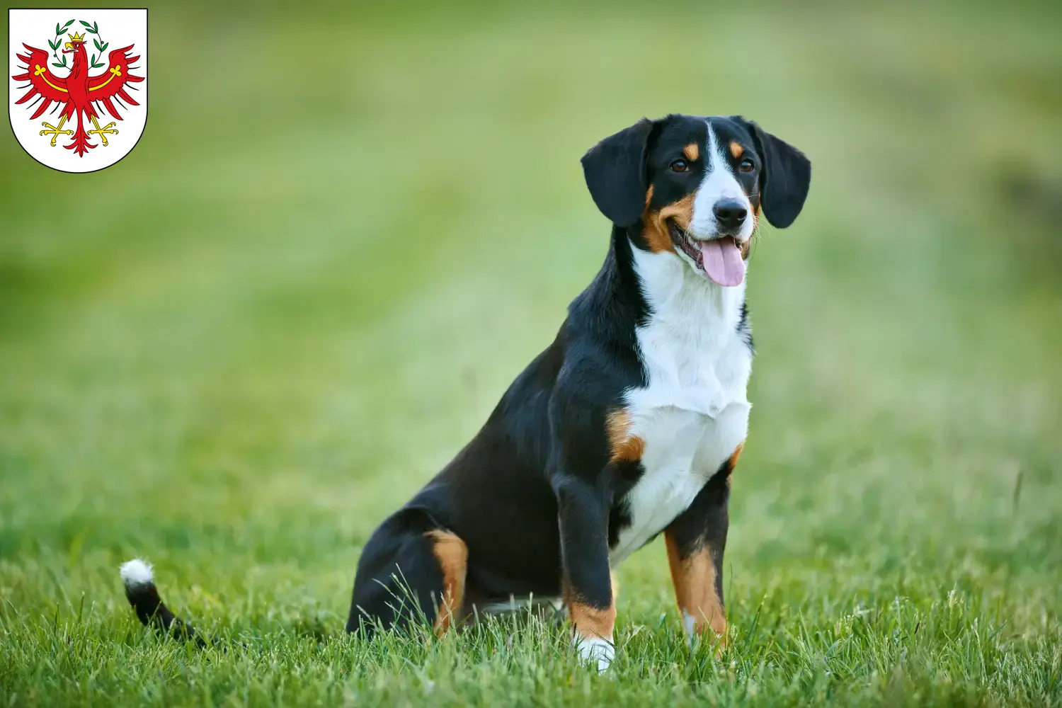 Read more about the article Entlebuch Mountain Dog breeders and puppies in Tyrol