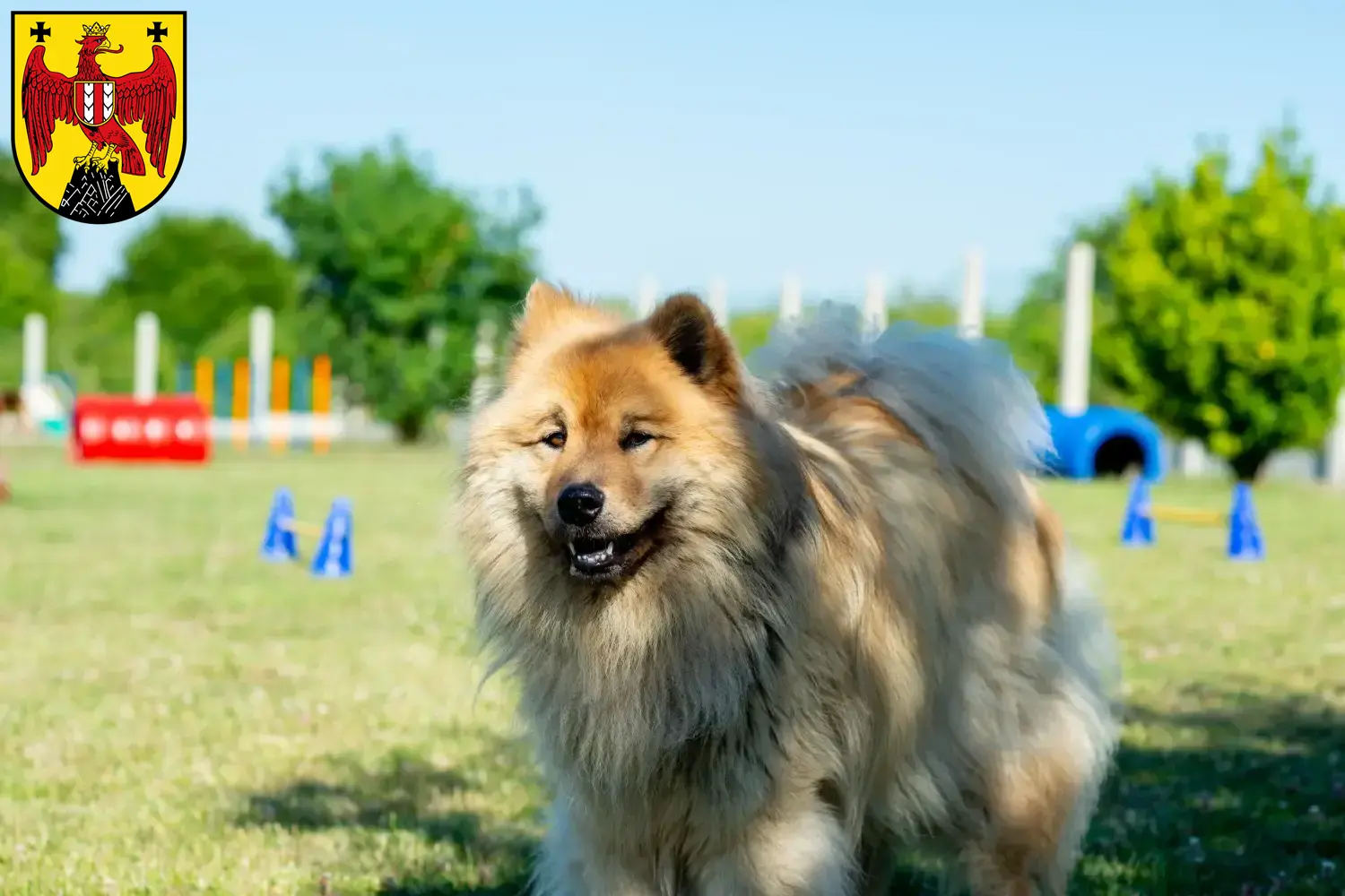 Read more about the article Eurasier breeders and puppies in Burgenland