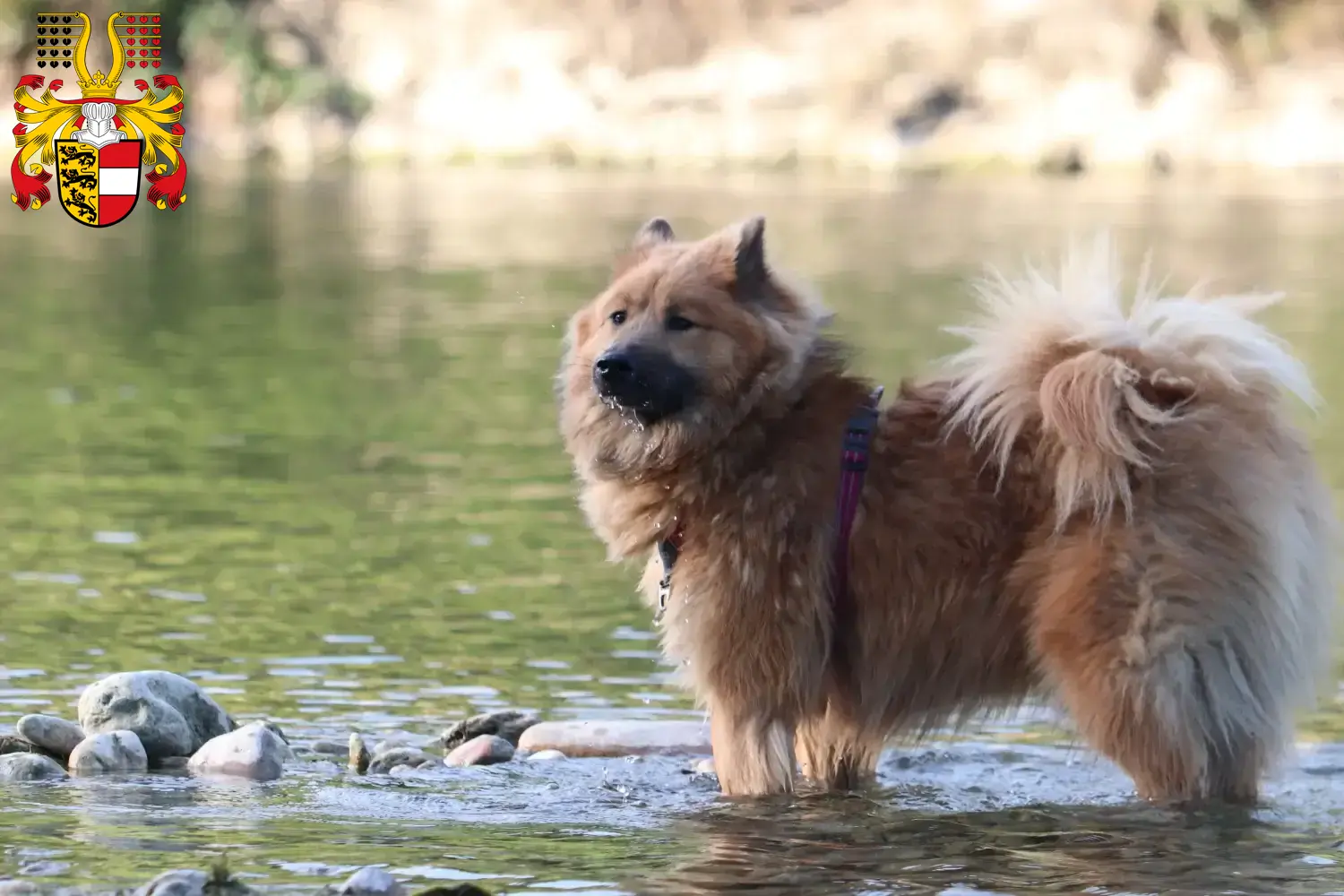 Read more about the article Eurasier breeders and puppies in Carinthia