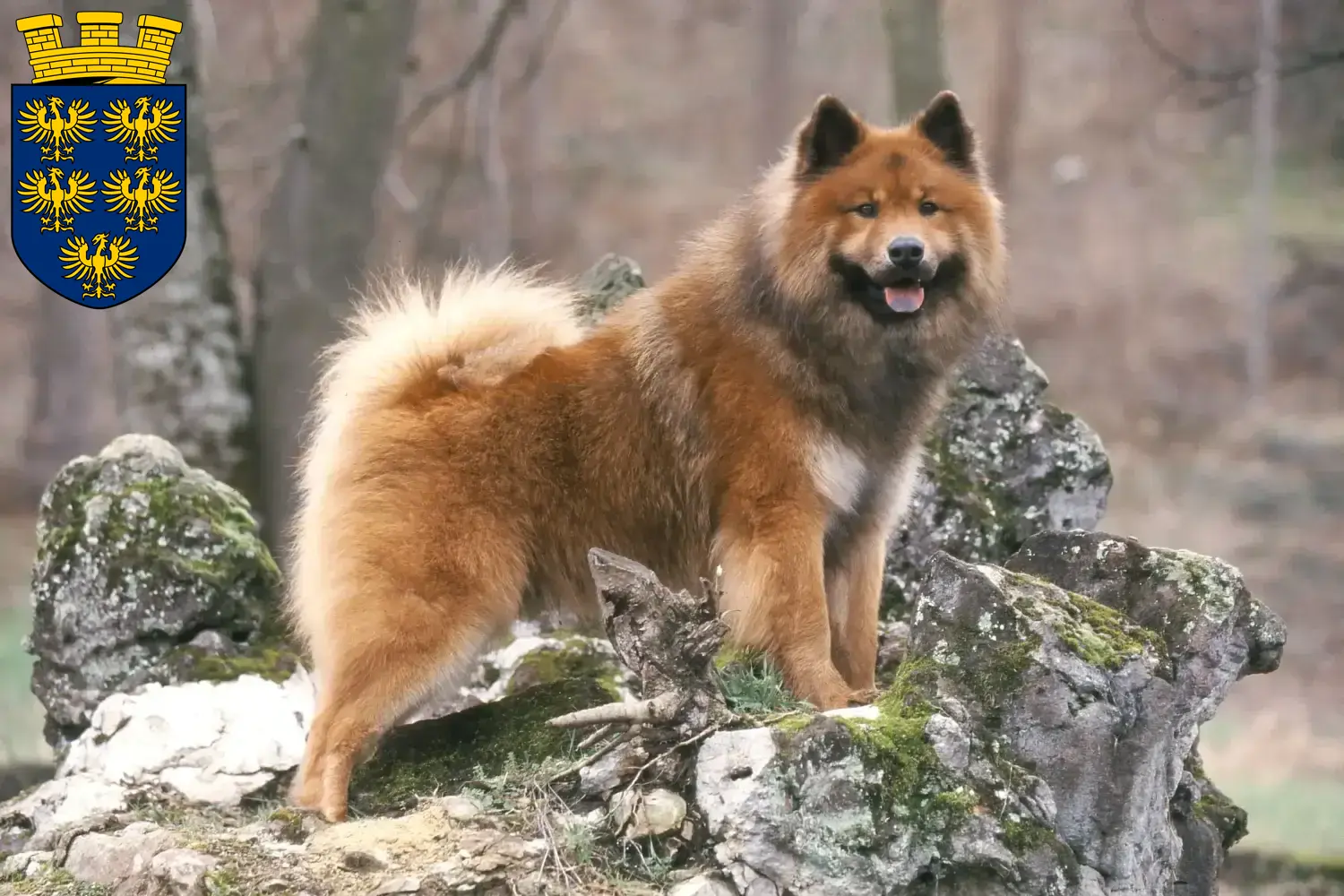 Read more about the article Eurasier breeders and puppies in Lower Austria