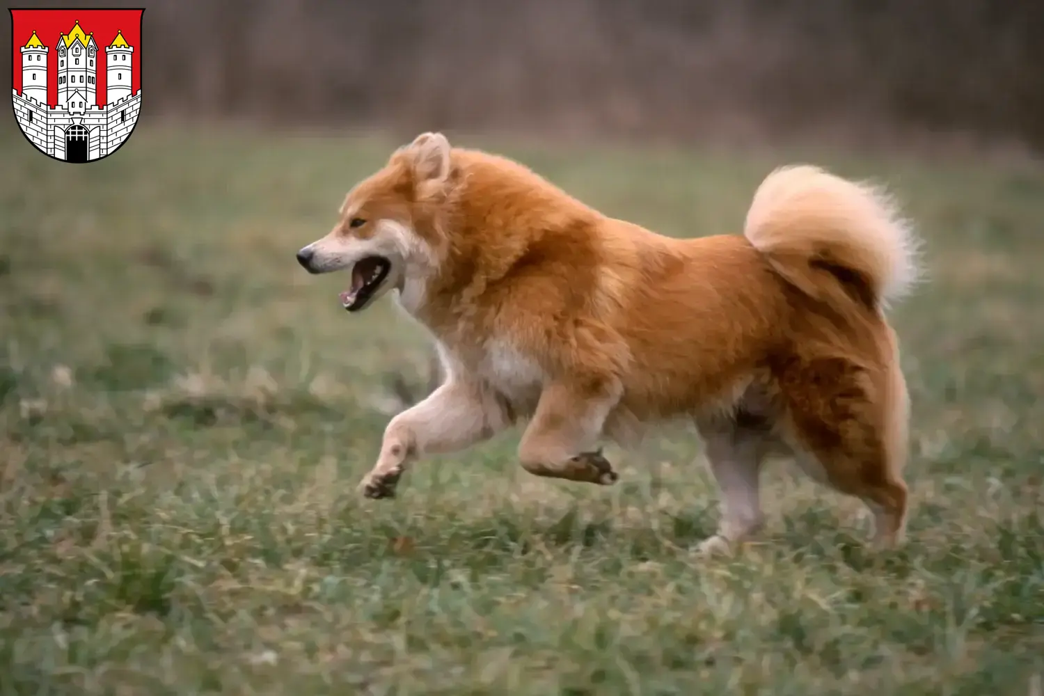 Read more about the article Eurasier breeders and puppies in Salzburg