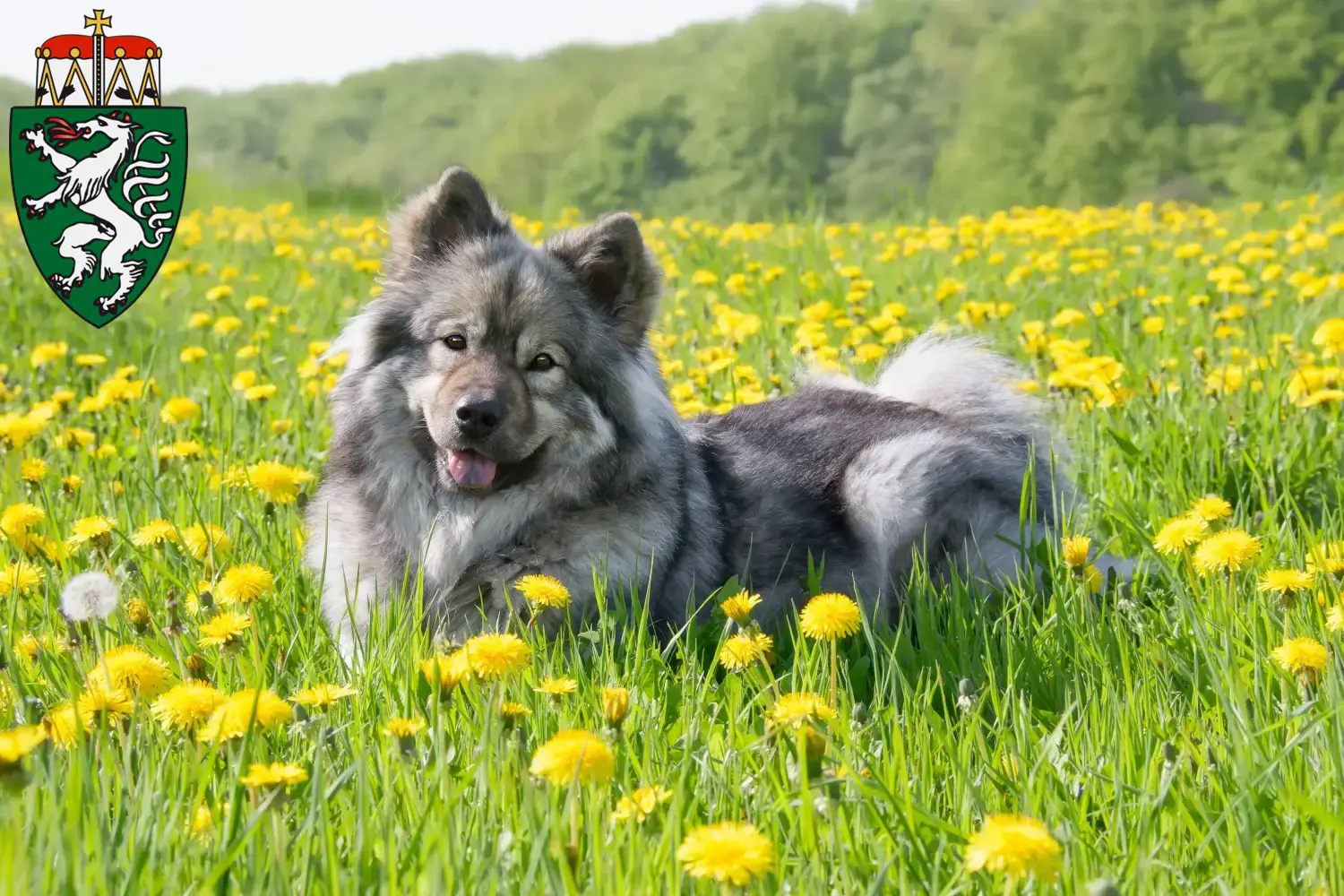 Read more about the article Eurasier breeders and puppies in Styria