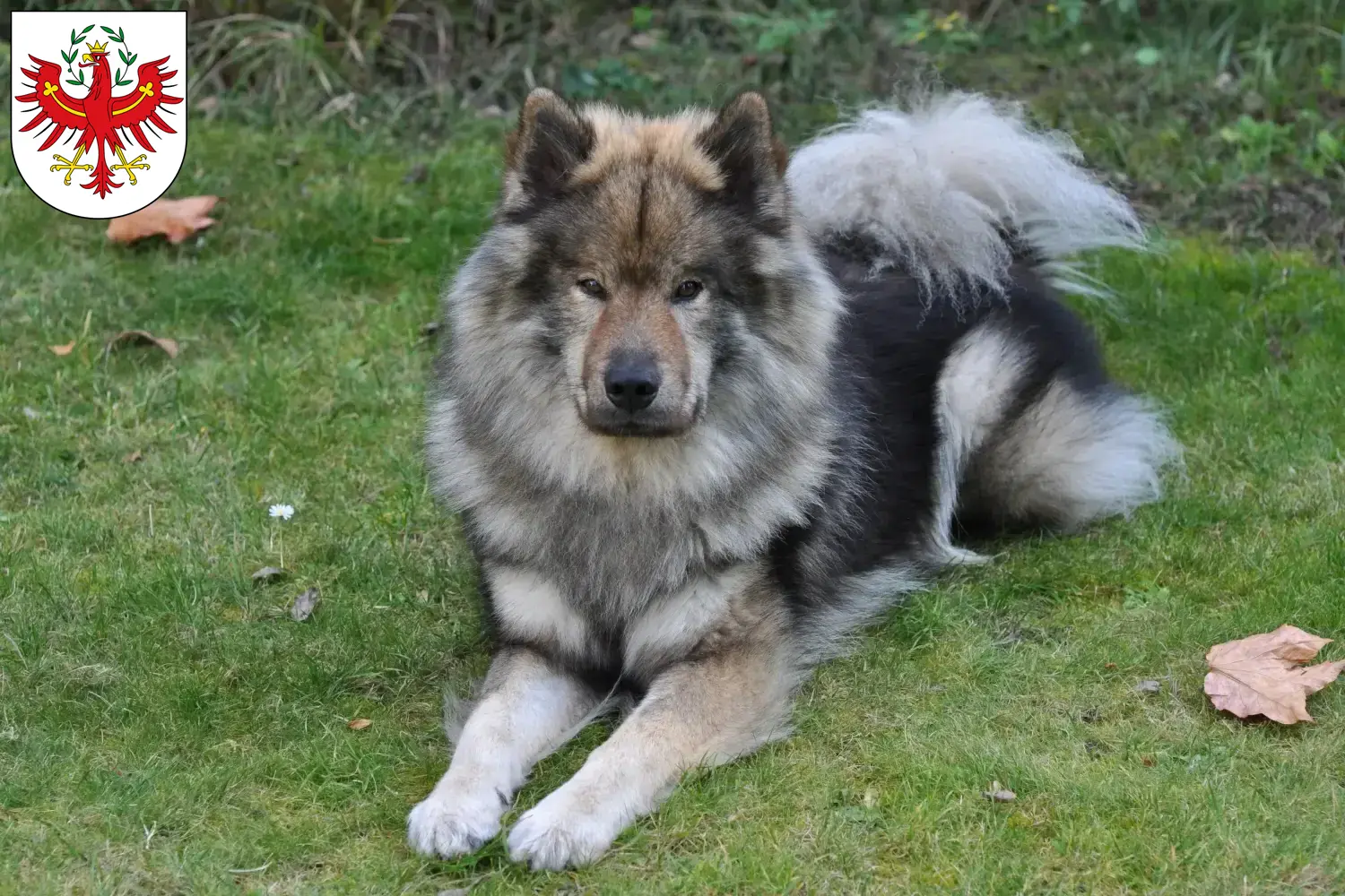 Read more about the article Eurasier breeders and puppies in Tyrol